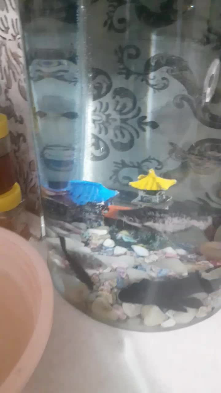 ماهی گوشتخوار|ماهی|اردبیل, |دیوار