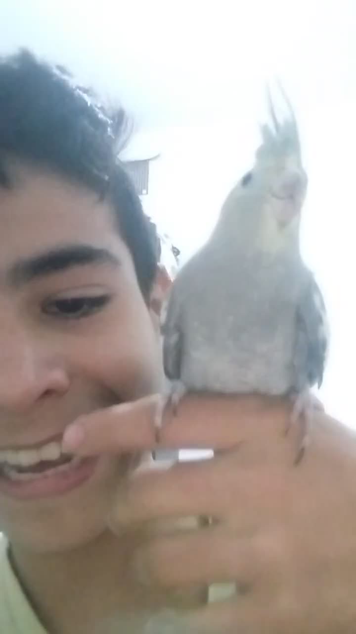 پرندگان|پرنده|تهران, حصار بوعلی|دیوار