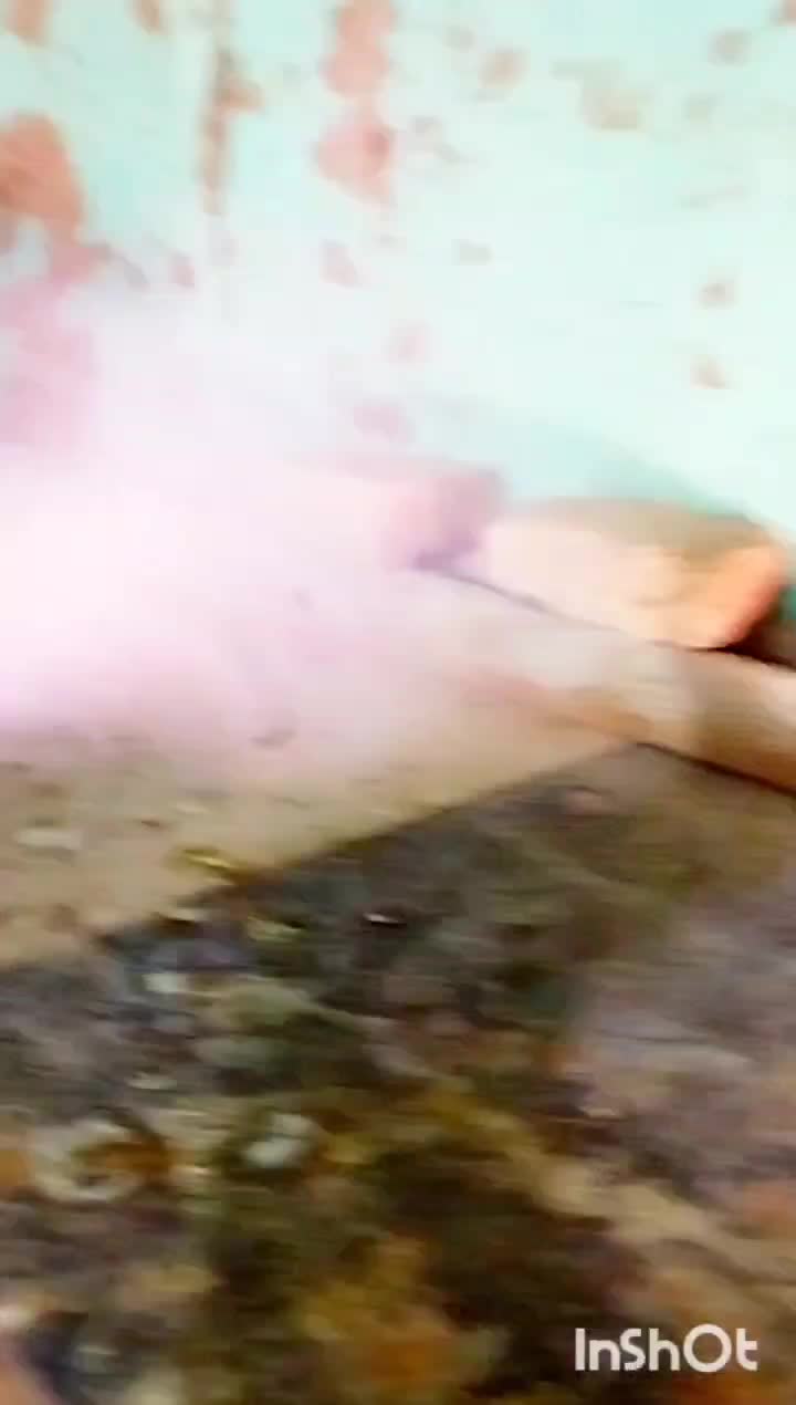 کبوتر|پرنده|شیروان (خراسان), |دیوار