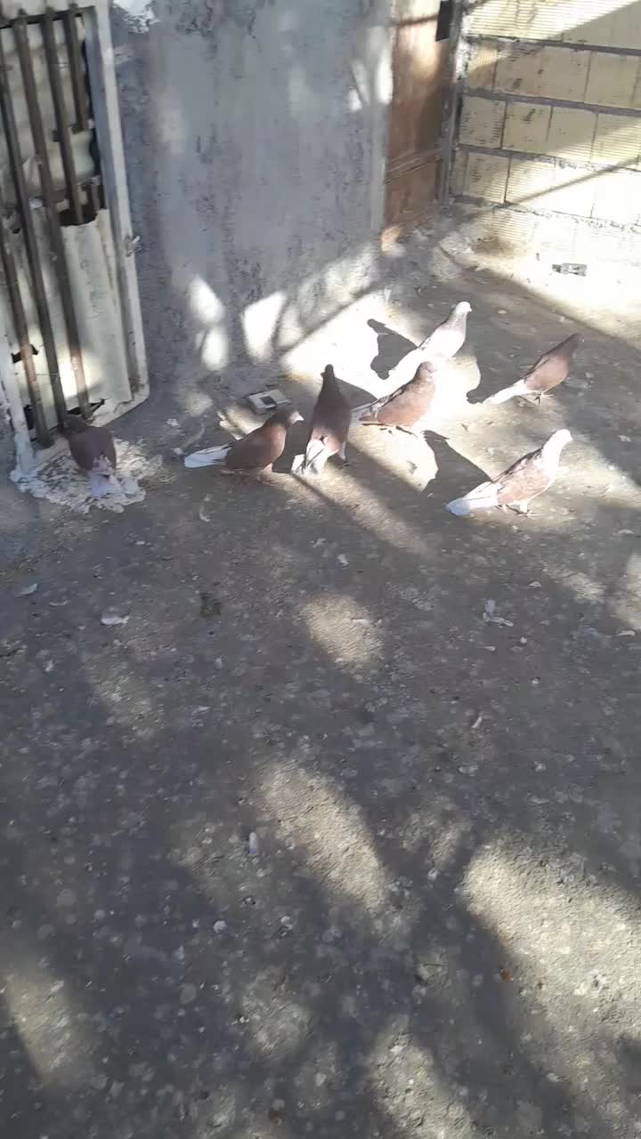 سرخ تهرانی ساعت بالا بعدظهری|پرنده|کوهدشت, |دیوار