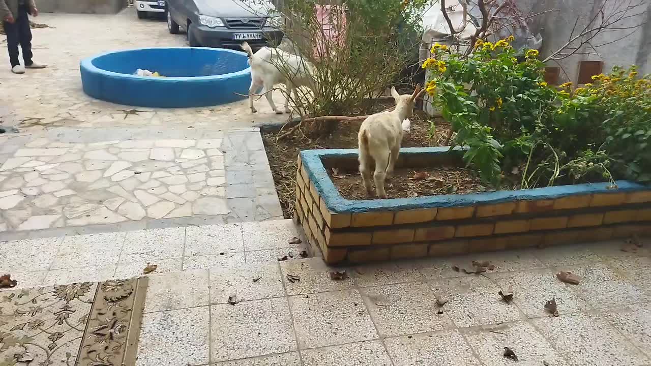 بز سانن وبزغاله|حیوانات مزرعه|گلبهار, نوبهار|دیوار