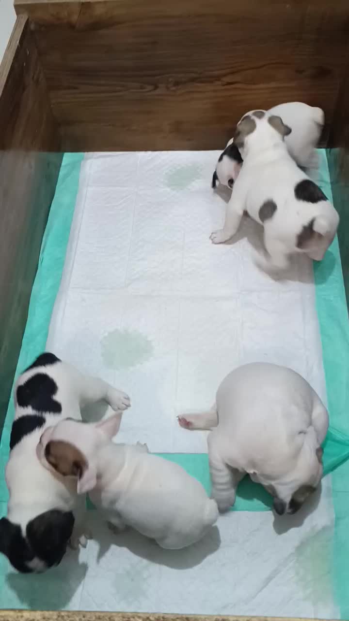 سگ فرنچ بولداگ|سگ|مشهد, آزادشهر|دیوار