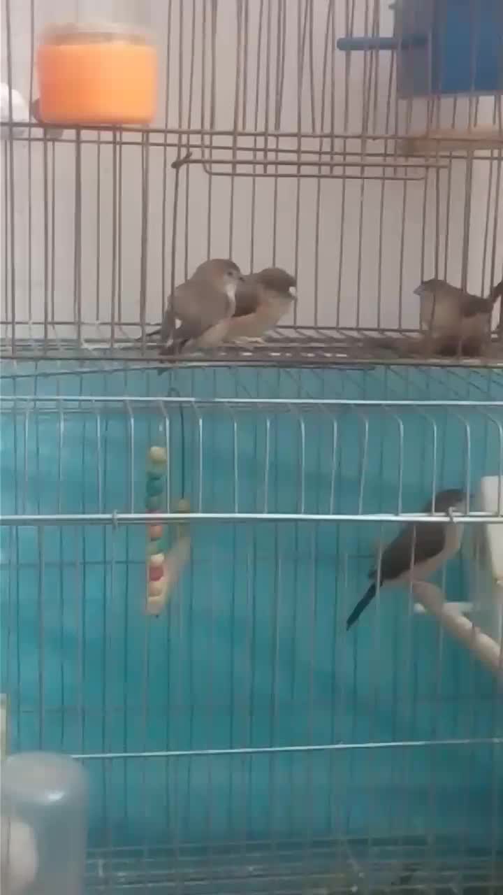 فنچ مولد خاص|پرنده|تهران, حر|دیوار