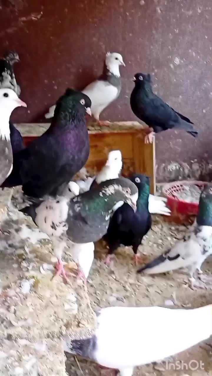 کبوتر درجه یک|پرنده|بندر گناوه, |دیوار