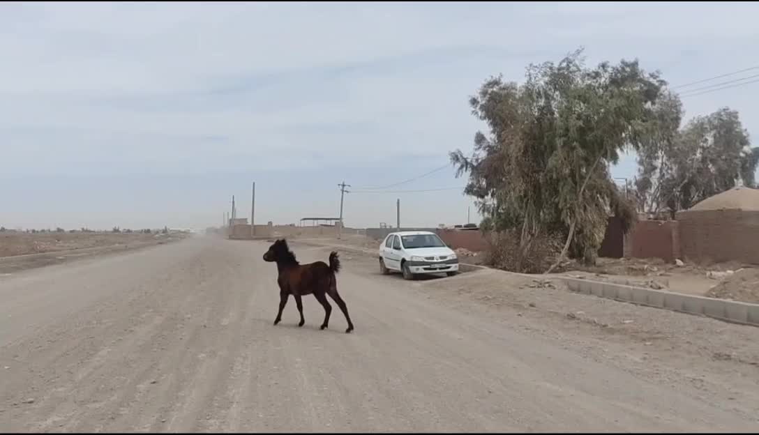 کره نریون|اسب و تجهیزات اسبسواری|رفسنجان, |دیوار