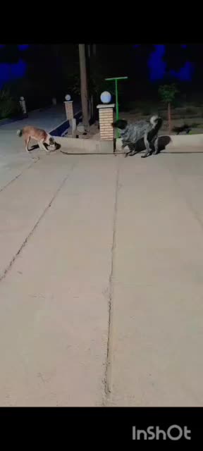 نر قدرجونی|سگ|زرندیه, |دیوار