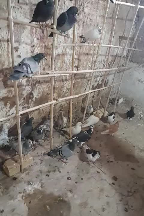 کبوتر پرشی قاقازان|پرنده|تاکستان, |دیوار