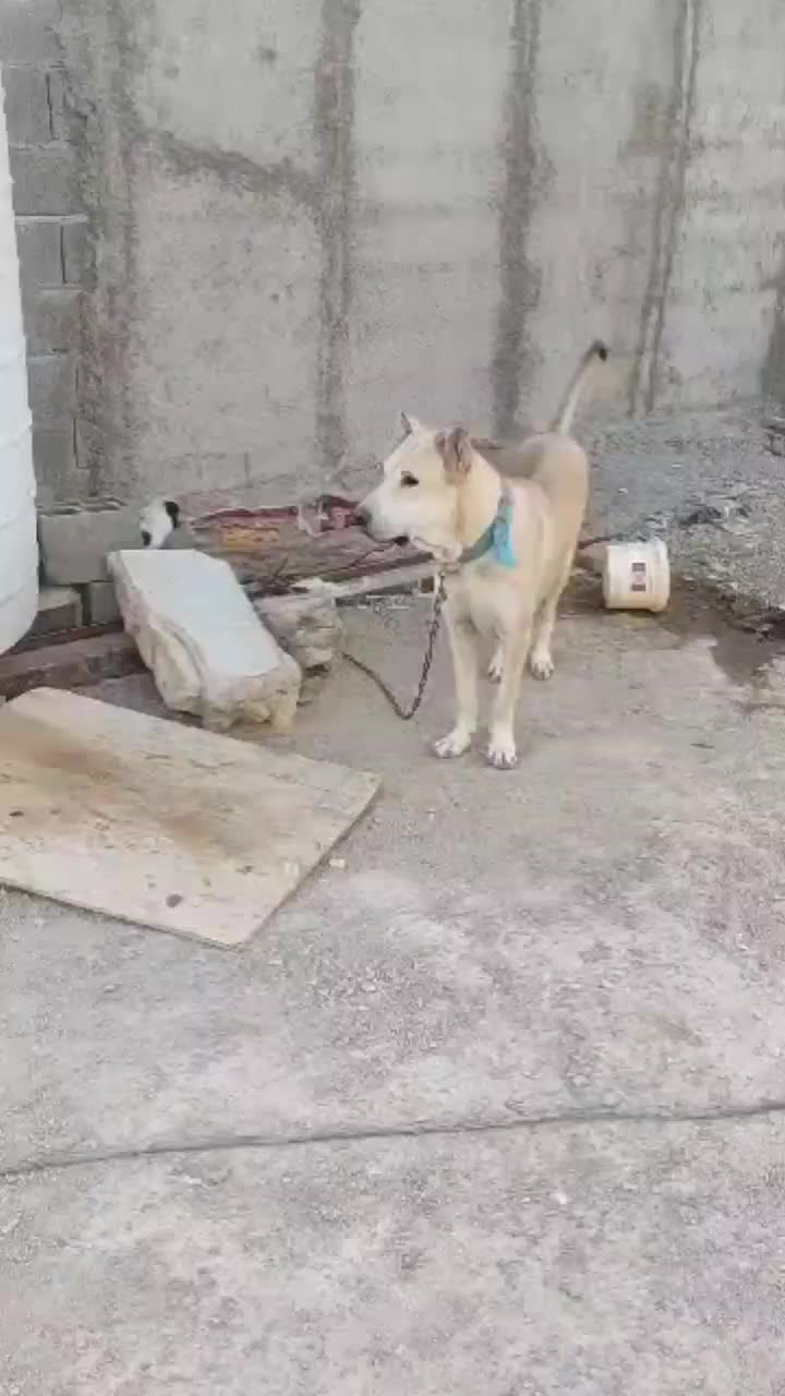 سگ ماده سرابی|سگ|تهران, نازی‌آباد|دیوار