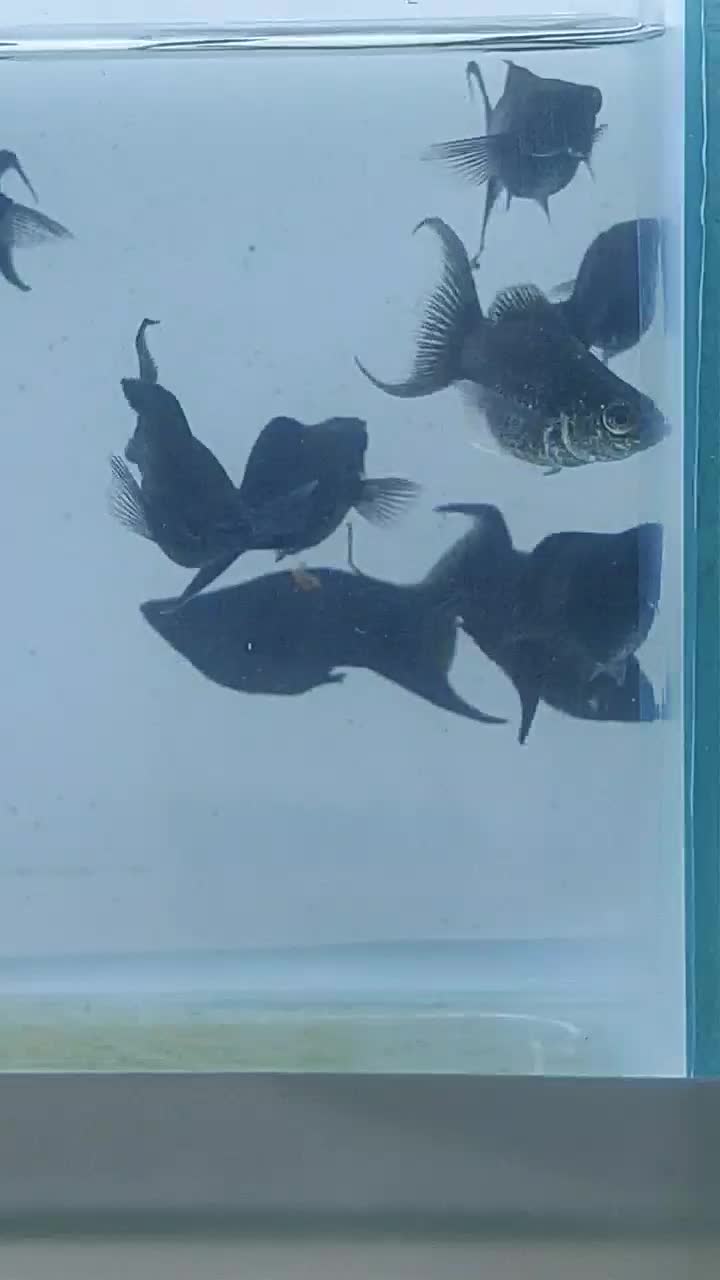 ماهی مولی انواع نژاد دم عقربی باله بادبانی خال دار|ماهی|مشهد, شفا|دیوار