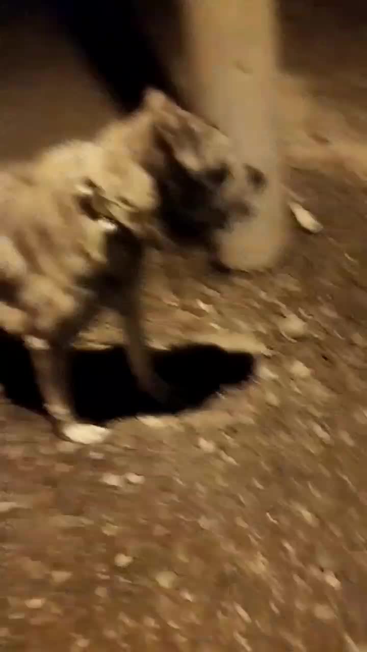 واگذاری غول سرابی سطح یک|سگ|ساوه, |دیوار