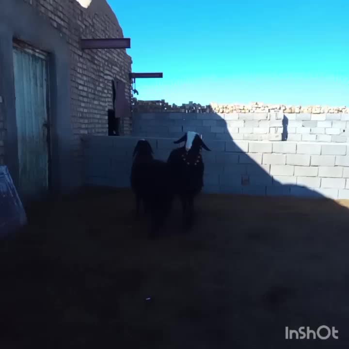 قوچ شال|حیوانات مزرعه|اسفرورین, |دیوار