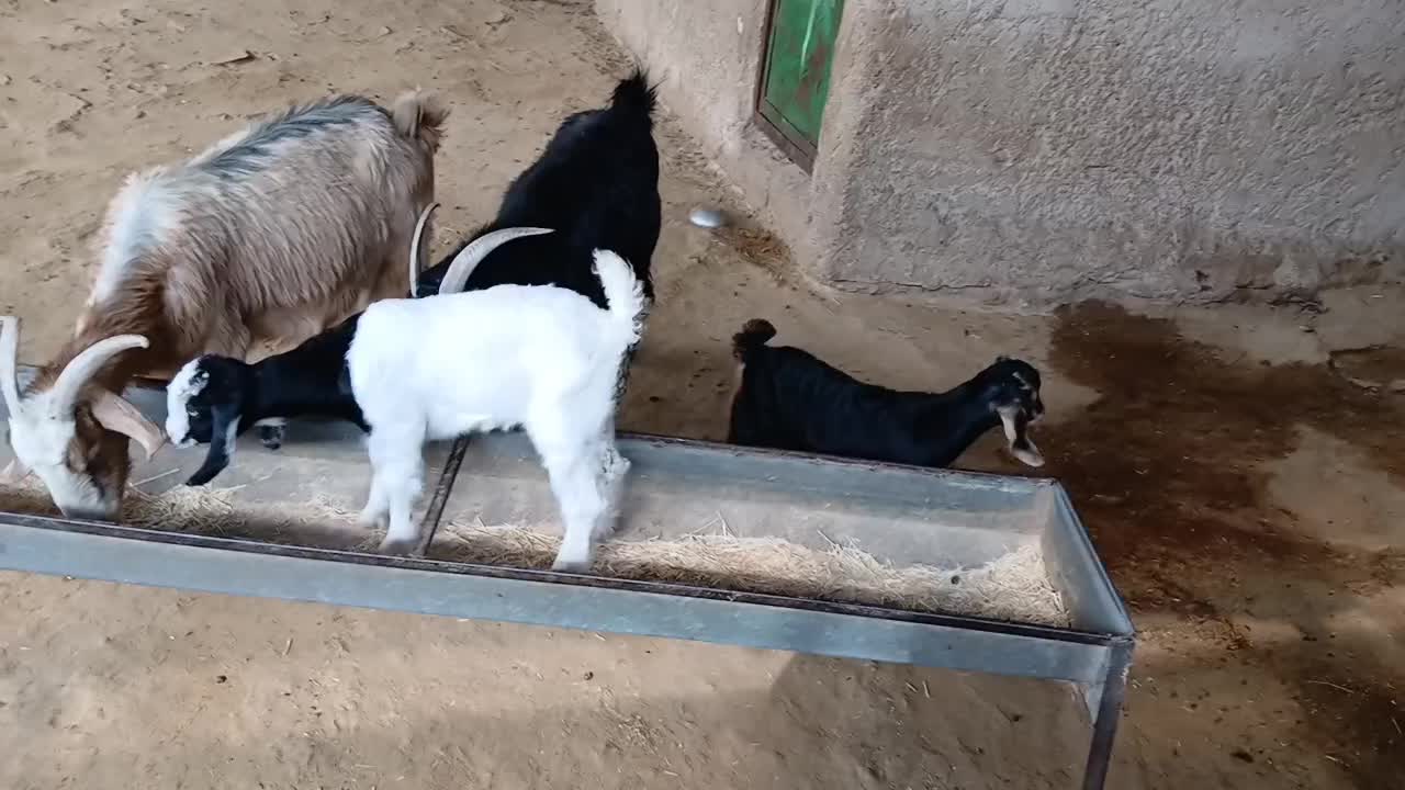 بزداشتی|حیوانات مزرعه|مهران (ایلام), |دیوار