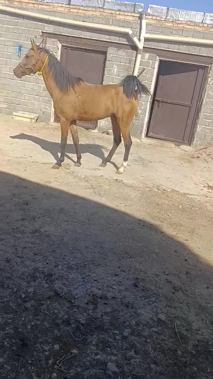 اسب دره شوری|اسب و تجهیزات اسب‌سواری|سلماس, |دیوار