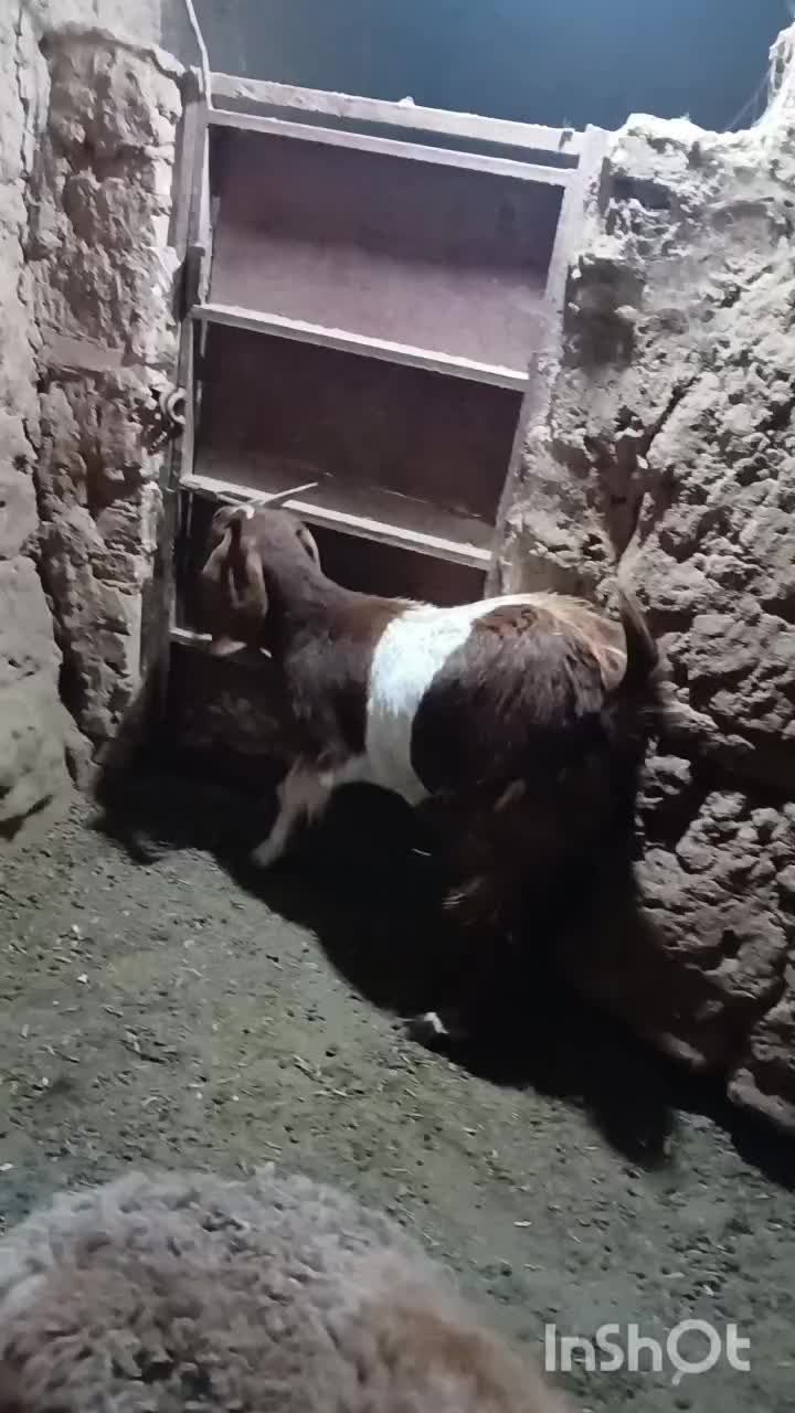 بزغاله ماده|حیوانات مزرعه|تربت جام, میان جام|دیوار