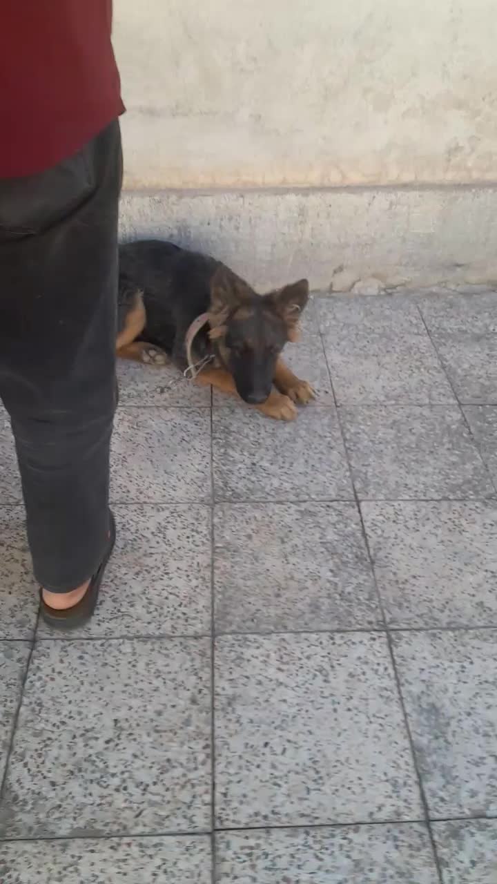 سگ ژرمن پنج ماهگی|سگ|کرمان, |دیوار