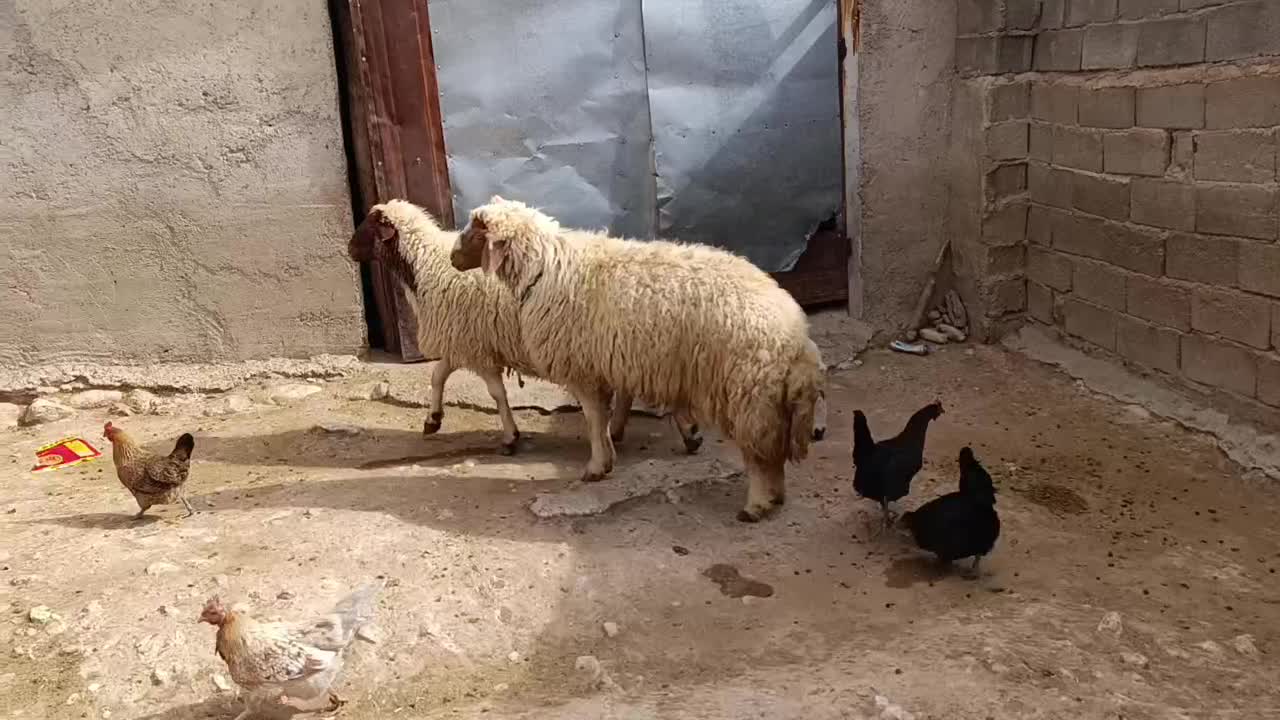 قوچ داشتی|حیوانات مزرعه|معمولان, |دیوار