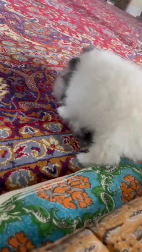 توله پامرانین|سگ|بابلسر, |دیوار