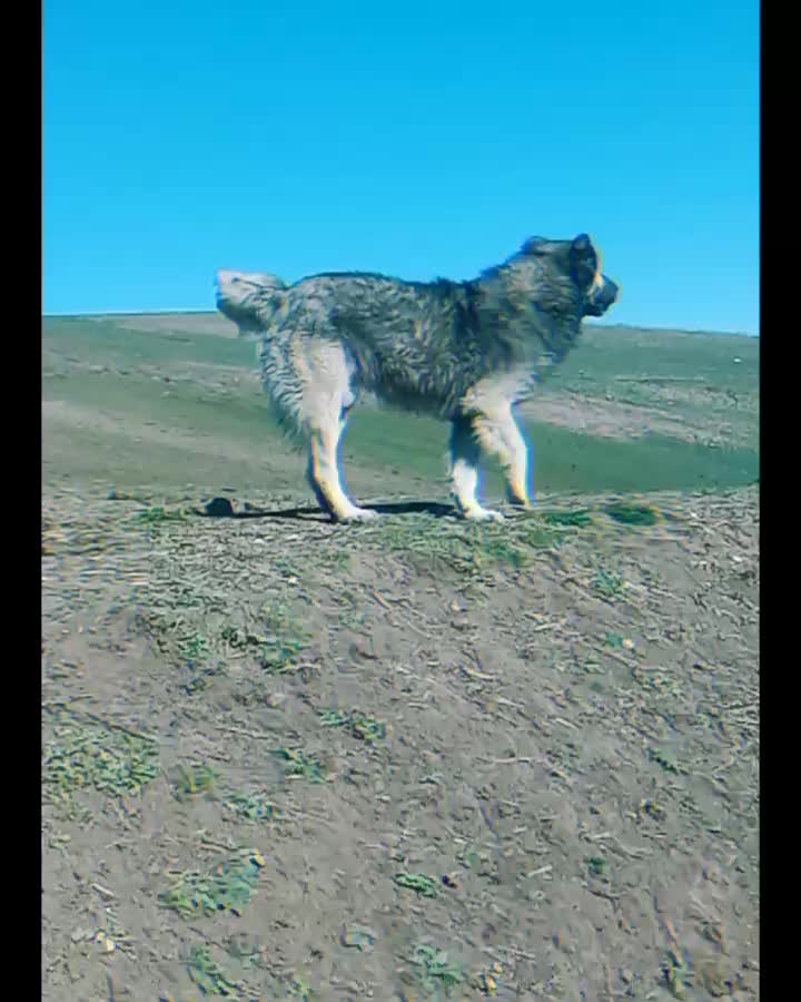 سگ سرابی|سگ|اردبیل, |دیوار