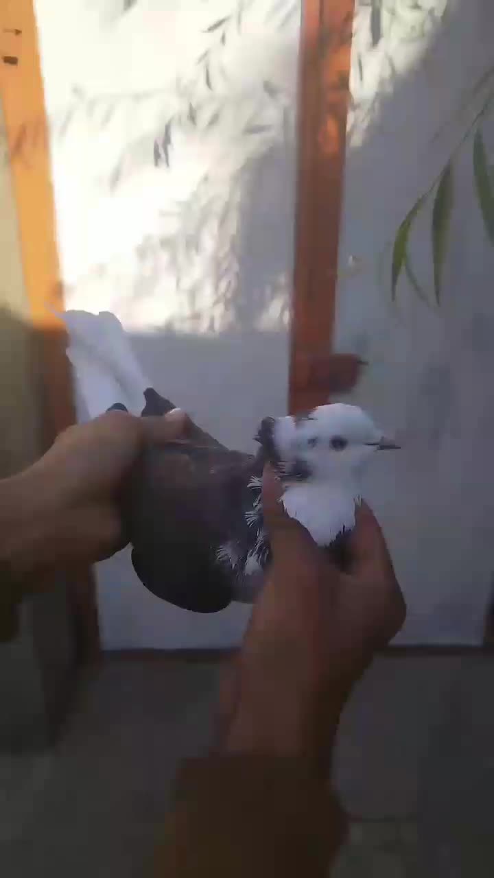 شازده|پرنده|وحیدیه, |دیوار