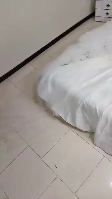 لباس عروس اروپایی همراه با تور بلند|لباس|شاهین‌شهر, عطار|دیوار