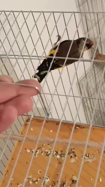 سهره دورگ|پرنده|بندر ماهشهر, |دیوار