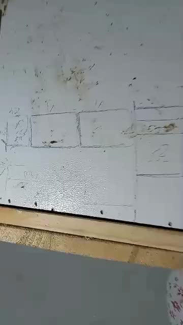 دو تا جوجه طوطی عروس هلندی|پرنده|فریدون‌کنار, |دیوار