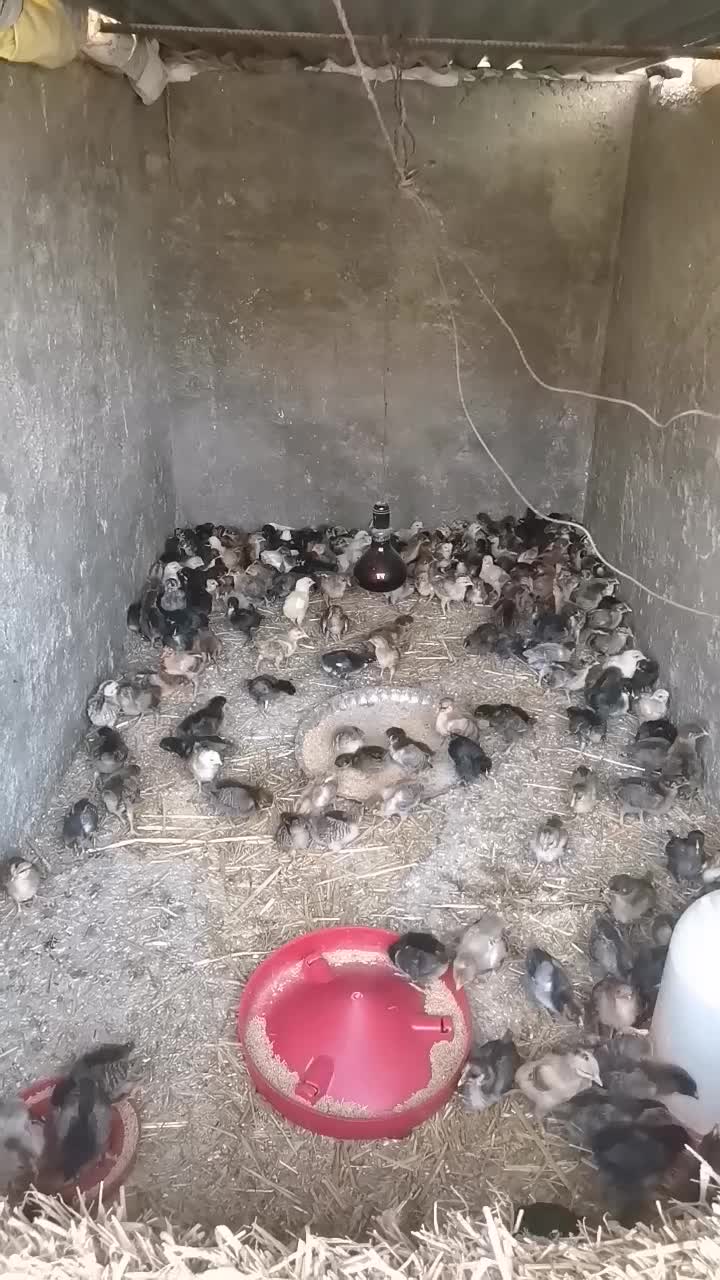 دستگاه جوجه کشی 504 تای هدایت|ماشین‌آلات صنعتی|تاتار علیا, |دیوار