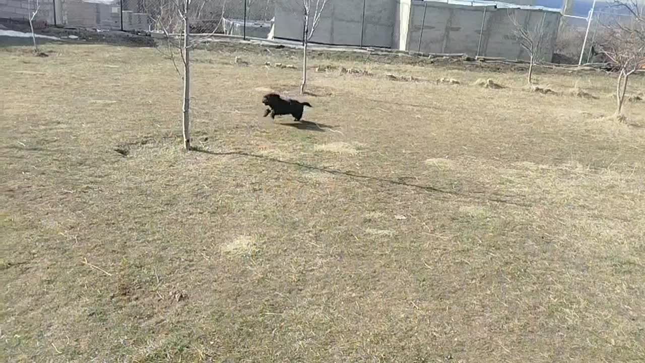 سگ پاکوتاه|سگ|اردبیل, |دیوار