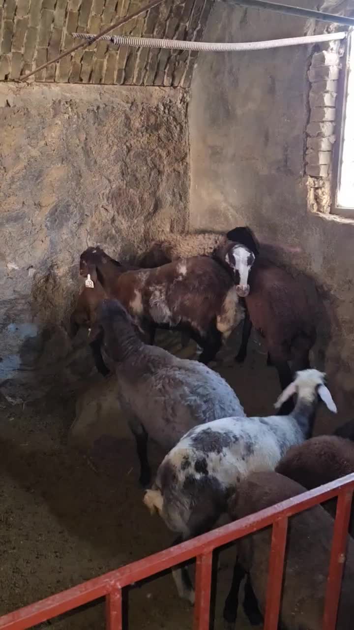 میش افشار هترو (شکم اول )|حیوانات مزرعه|تفت, |دیوار