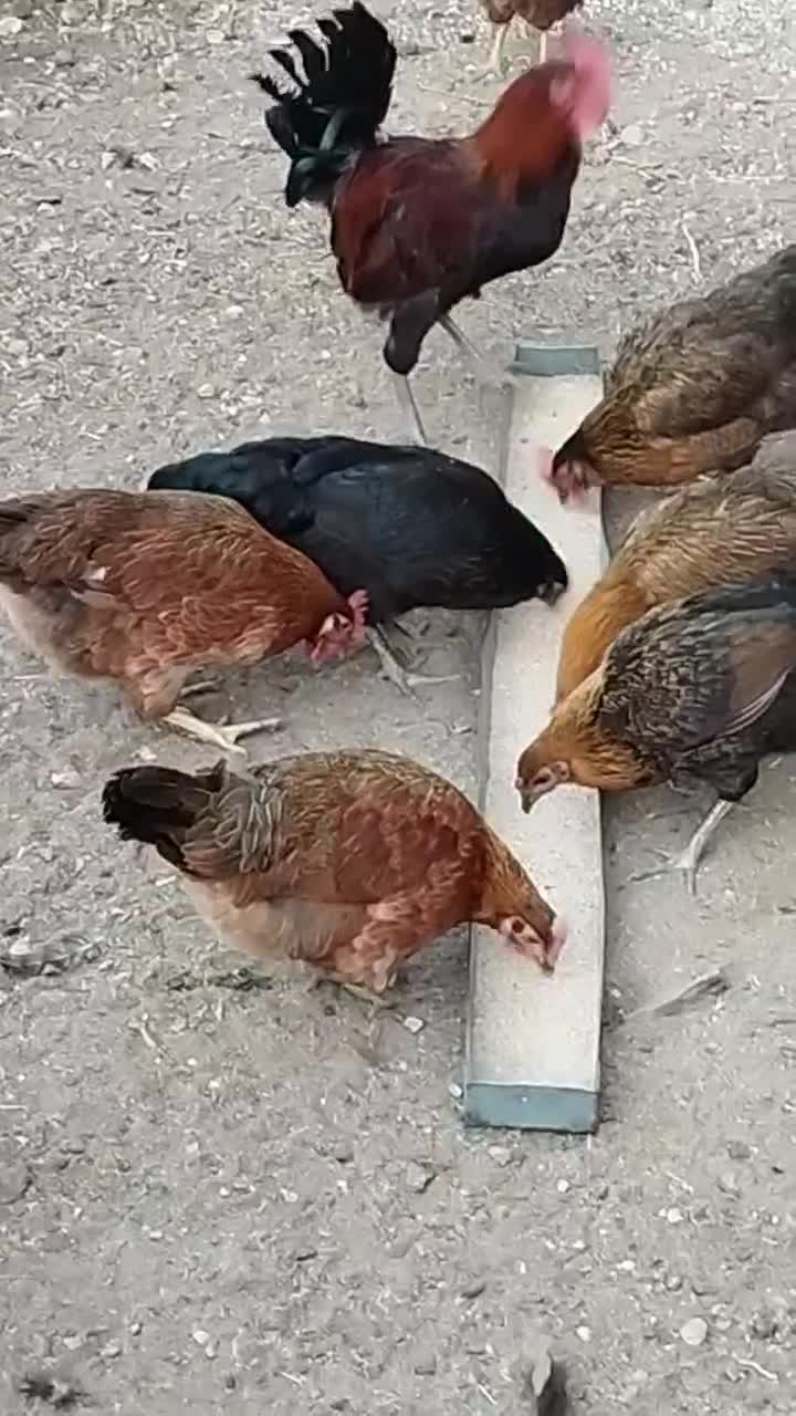 مرغ  تخمگذار وخروس جوان ایج|حیوانات مزرعه|فسا, |دیوار