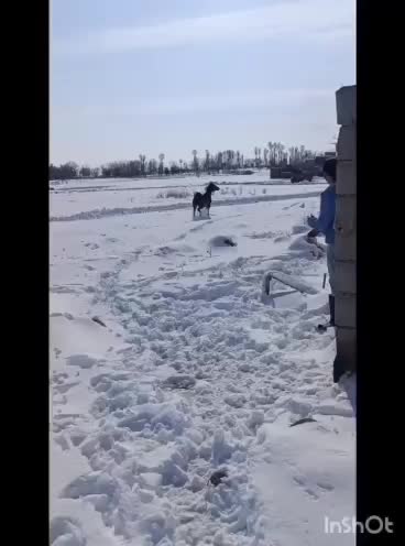 اسب مادیان ۳ساله|اسب و تجهیزات اسب‌سواری|ارومیه, |دیوار