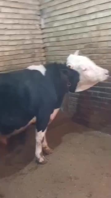 گوساله|حیوانات مزرعه|کلاترزان, |دیوار