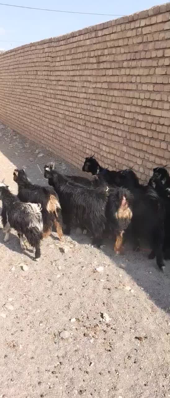 بزغاله بره میش|حیوانات مزرعه|نجف‌آباد, حومه نجف آباد|دیوار