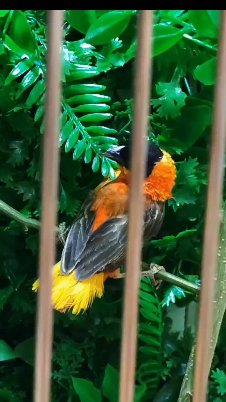 قفس بزرگ پرنده|لوازم جانبی حیوانات|الوند, |دیوار