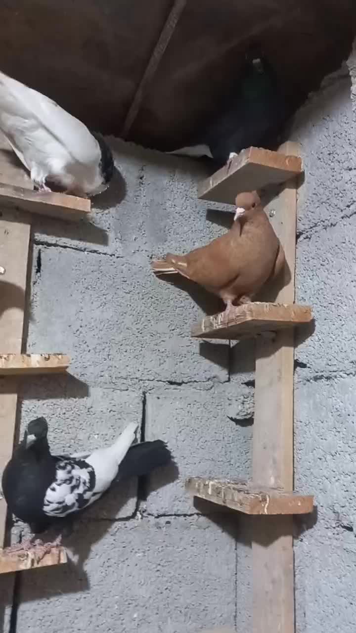 دسته کبوتر رنگی|پرنده|آبپخش, |دیوار