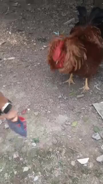 فروش خروس فریزل|حیوانات مزرعه|بابل, |دیوار