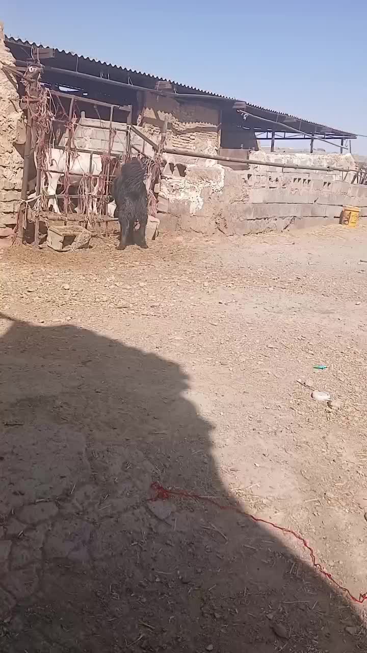 واگذاری توله قدرجونی نر|سگ|اصفهان, امین‌آباد|دیوار