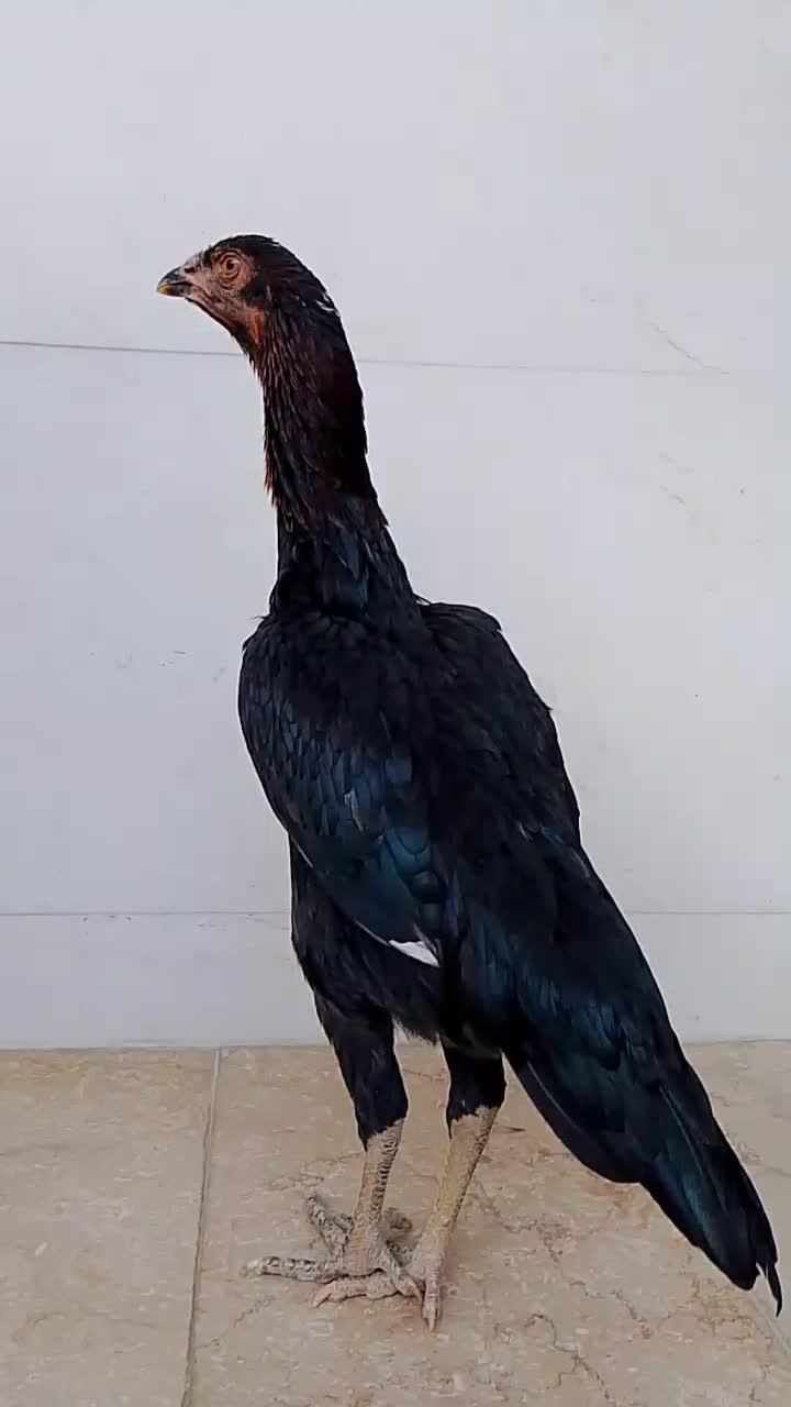 مرغ لاری اصل جوان|حیوانات مزرعه|پیرانشهر, |دیوار