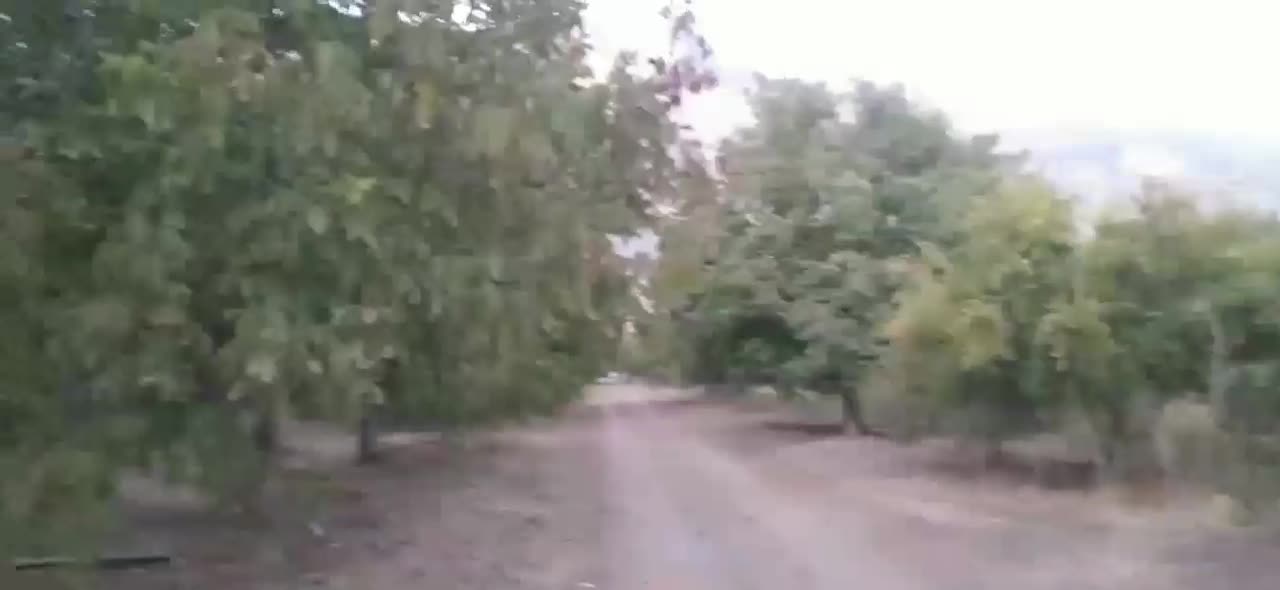 ۵۰۰باغ مثمر ۱۵کیلومتری بیستون منطقه چمچمال|فروش زمین و ملک کلنگی|بیستون, |دیوار