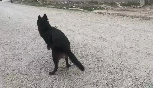 سگ ژرمن|سگ|بندر ترکمن, |دیوار