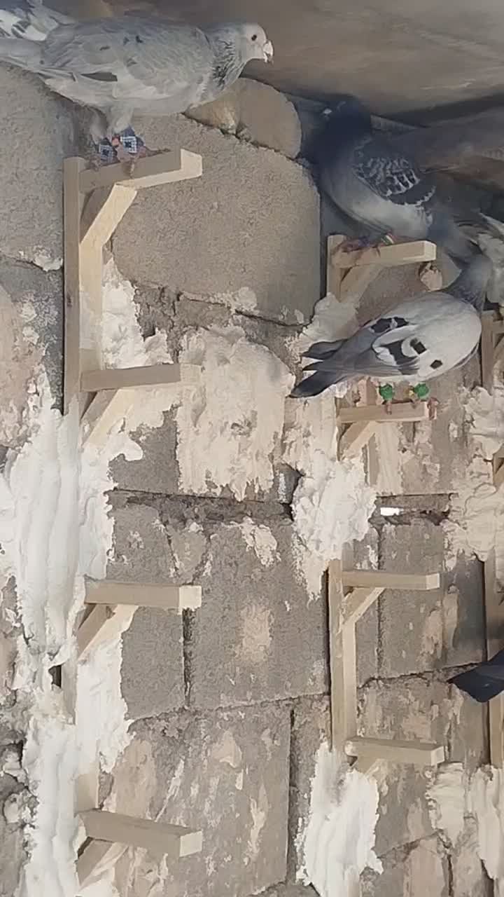 کبوتر|پرنده|همایجان, |دیوار