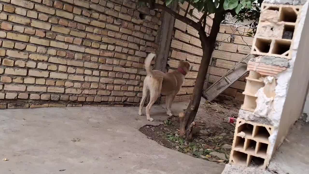 سگ گله|سگ|طارم (زنجان), |دیوار