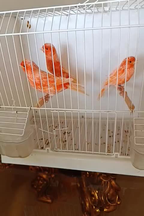 قناری رد فکتور نر|پرنده|کرج, باغستان|دیوار