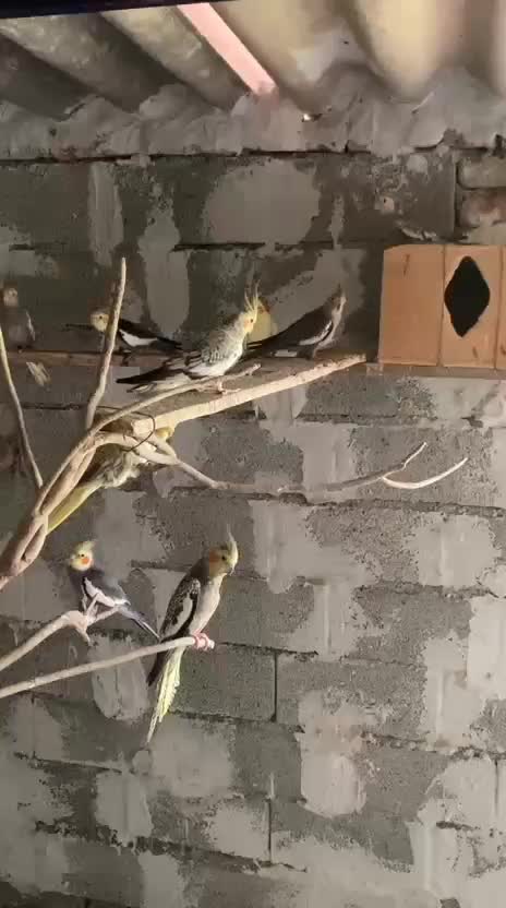 طوطی عروسو قفس مخصوص|پرنده|آمل, |دیوار