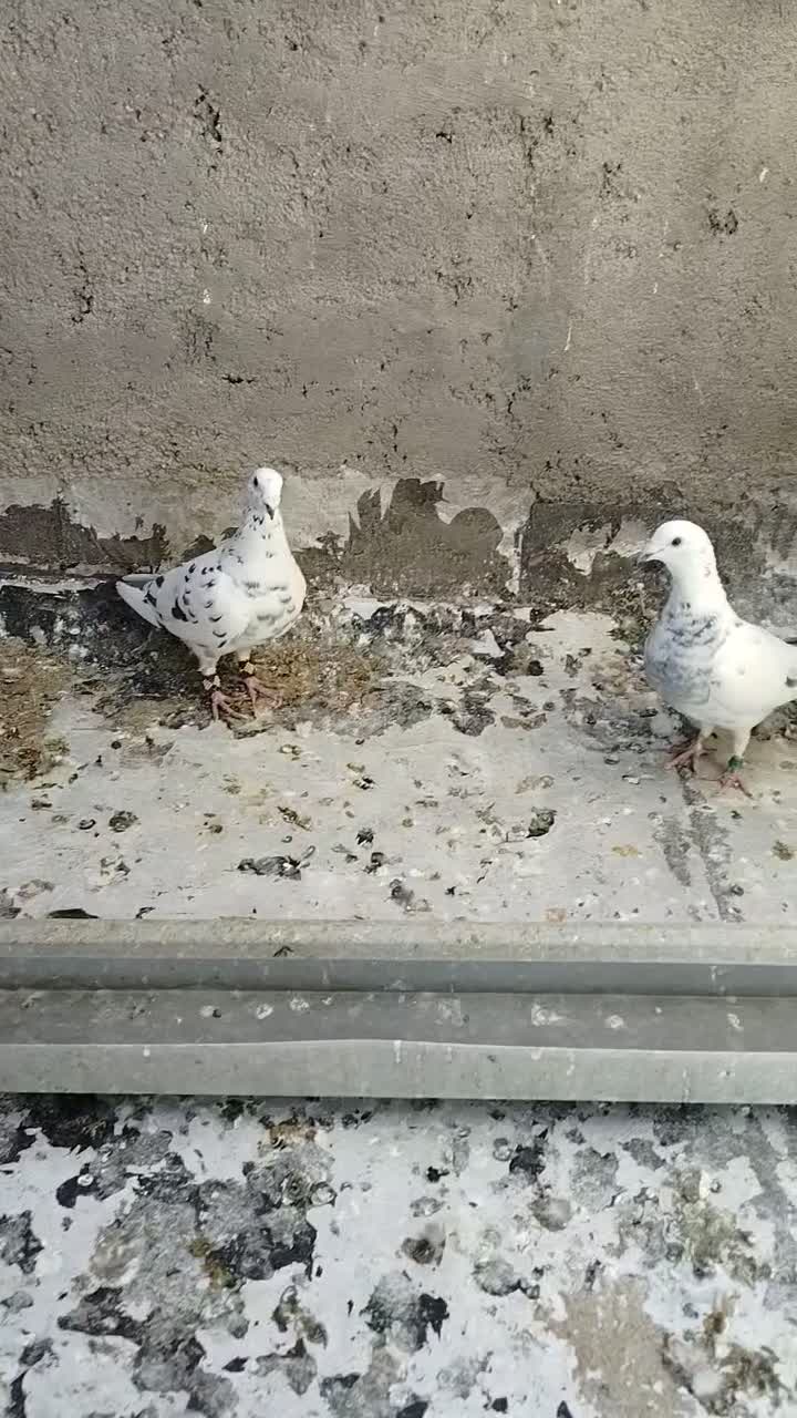 جفت گلی پلاکی|پرنده|شیراز, محراب|دیوار