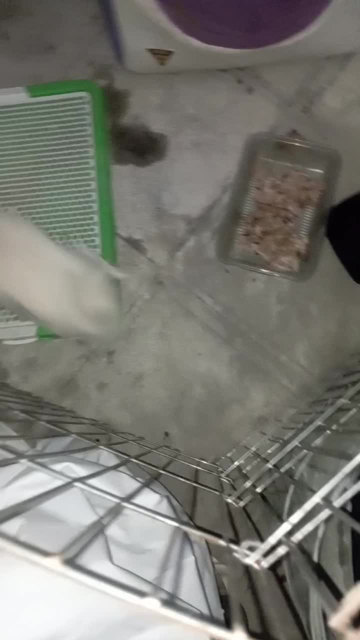 سگ شیواوا|سگ|تهران, پامنار|دیوار