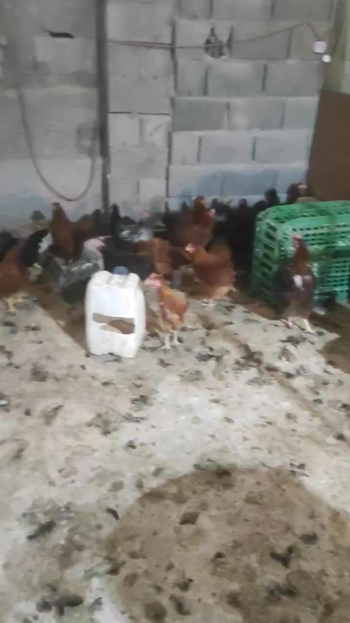 مرغ وخروس محلی|حیوانات مزرعه|جم, |دیوار