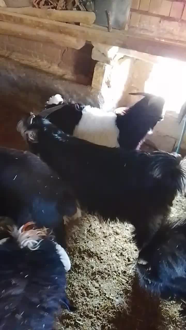 بزقاله تخمی دقلو|حیوانات مزرعه|صمصامی, |دیوار