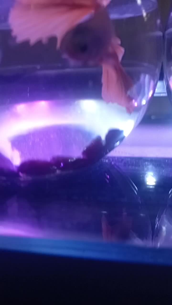 ماهی فایتر کلکسیونی|ماهی|تهران, شهرک ولیعصر شمالی|دیوار