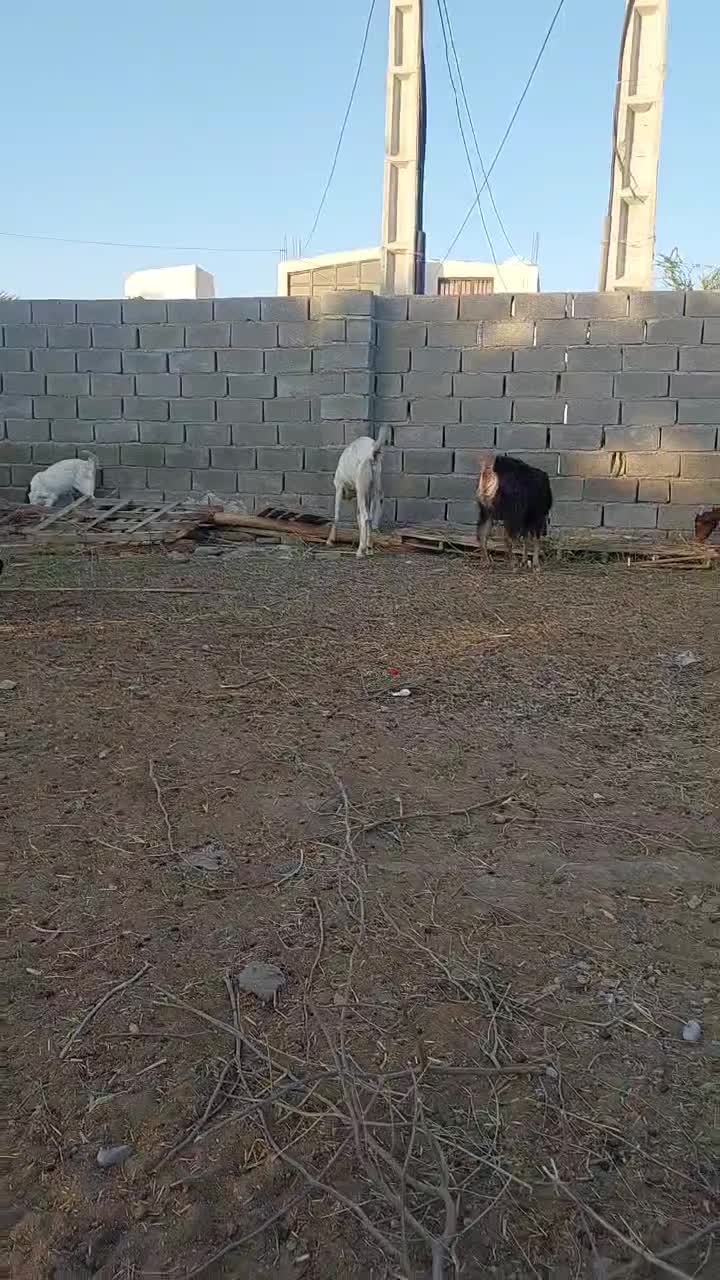 بز گلابی|حیوانات مزرعه|زرآباد, |دیوار